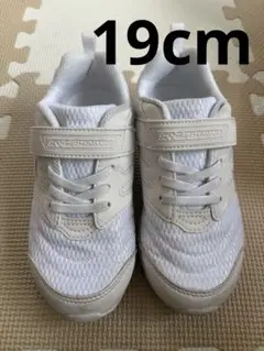 シュンソク　19cm