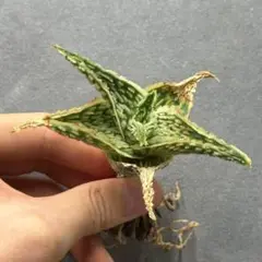 2025年最新】ALOE グロリアスドラゴンの人気アイテム - メルカリ