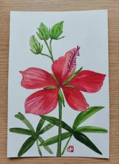 モミジアオイ水彩画 ハガキサイズ