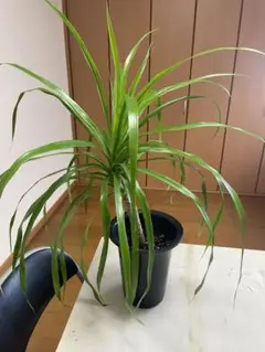 6寸*ドラセナ カンボジアーナ*観葉植物インテリアグリーン