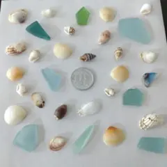 貝殻　小さめ