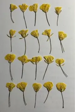 押し花素材パック　菜の花　20個入 No1031