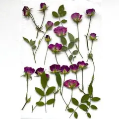 押し花 S-13　押し花　ミニバラ"