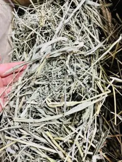 Item thumbnail for item 97c6d655-5be5-4712-b5f5-22e167bcc3cd