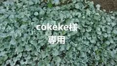 ハンドメイド　ハンカチ ６重ガーゼ fuwara チョコA