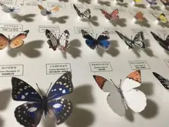 蝶の標本ペパクラ1/2サイズ(額なしキット)
