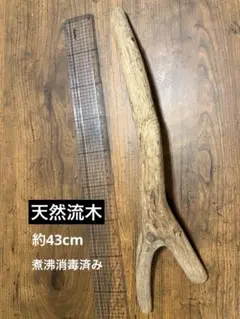 Item thumbnail for item 8f800d6b-902d-43c0-bd41-33fa0df678b4