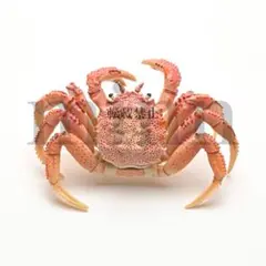 【未開封】Nature of Japan 日本のいきもの ケガニ ガチャ