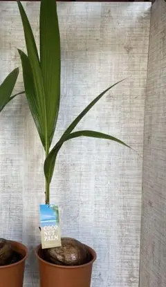 週末特価！2鉢価格！ココヤシ　苗　苗木　ヤシの木　ココナッツバーム　7号鉢 楽天市場】ココヤシ 8号 陶器鉢 ヤシの木 観葉植物 ヤシの実