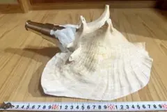 法螺貝 法具 ほらがい 大型法螺貝 ピンク色 美しい 美品 和楽器 法螺貝 法具 ほらがい 大型法螺貝 ピンク色 美しい 美品 和楽器