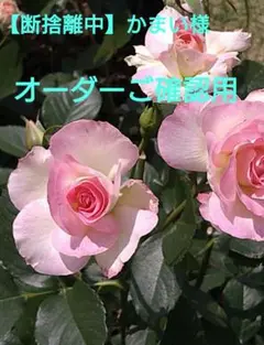 ❀押し花素材❀　紫陽花テマリテマリ(1.3〜3.3cm)カラフルセット約85枚