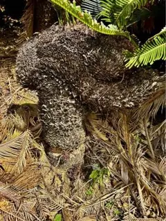 超希少　獅子ソテツ　ソテツ　蘇轍　発根確認済 超希少 ミニ獅子ソテツ マーヤ ソテツ（獅子蘇鉄 ソテツ 盆栽）