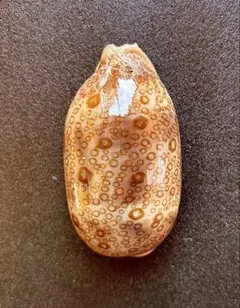 ジャノメダカラ Lyncina argus argus 8.7cm