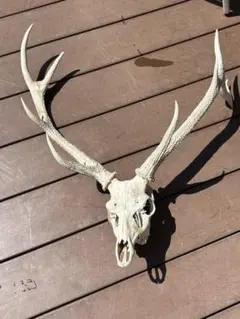 キュウシュウジカの角(頭骨付き) キュウシュウジカの角(頭骨付き) 71kmZNXJCiL._UF894,1000_QL80_.jpg