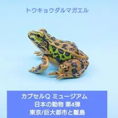 【海洋堂】カプセルQミュージアム 日本の動物コレクションⅢトウキョウダルマガエル