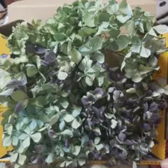 秋色紫陽花ドライ 超訳あり B品売りつくし