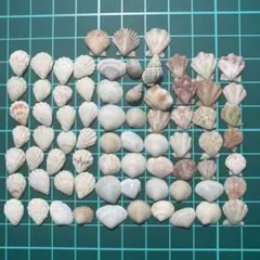 【2】 貝殻　約1.0cm