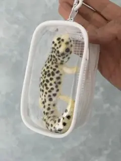 レオパぬいぐるみポーチ