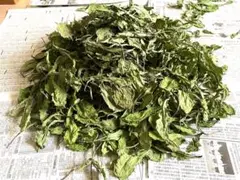 Item thumbnail for item 8241c636-fce3-4c91-bd1f-6eea1279f3cd