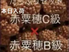 Item thumbnail for item 8ee7ada7-9265-4bdc-bbba-1f5c92e4dc82