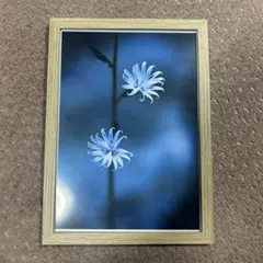 Item thumbnail for item 1112a217-d3b2-47e8-b249-a1b529deafc4