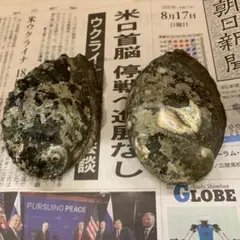 鮑の貝殻 2個セット