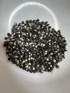 ふうせんかずら　約300粒