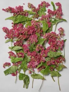 Ｋ-39 押し花 そばの花 15本