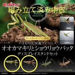 オンライン版　いきもの大図鑑　アドバンス　オオカマキリ　緑色型、褐色型２匹セット