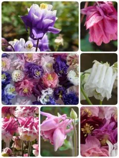 花の種 西洋オダマキ種子 多年草 約200粒位