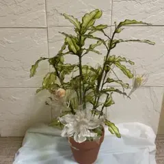 月下美人(お花gishiri!)色グレーand薄ピンク！