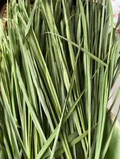 Item thumbnail for item 8d154860-b5e7-4655-a238-cf97e2c13181