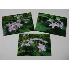 Item thumbnail for item 7d820dc3-51a9-4697-b4b7-e35d177a4072
