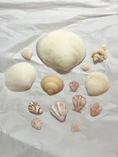 貝殻いろいろ