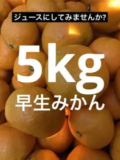 早生みかん 大玉 5kg ジュース用