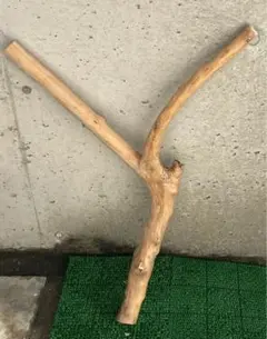 希少　樹齢150〜200年　杉枝　鑑賞　庭　インテリア 骨董　華道