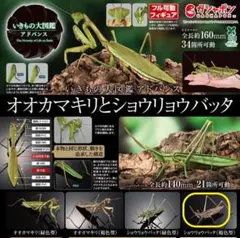 いきもの大図鑑　ショウリョウバッタ フィギュア