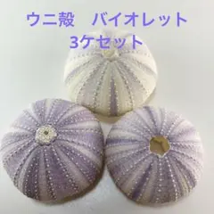 NO.68V-409 アーチン(ウニ殻) バイオレット　濃淡　3ケセット
