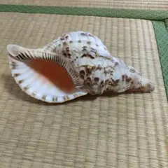 2025年最新】沖縄産ホラ貝の人気アイテム - メルカリ