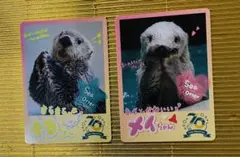 鳥羽水族館⭐️70周年コレクションカード⭐️ラッコ⭐️メイ　キラ⭐️セット