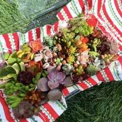 多肉植物カット苗詰め合わせ 中パック