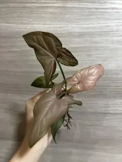 シンゴニウム アンティークピンク
