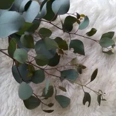 ユーカリ　ドライフラワー 80サイズ　箱いっぱい