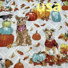 犬　パンプキン　綿生地　usaコットン 廃版レア