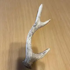 鹿の角