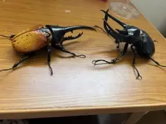 生き物大図鑑カブトムシ2体セット