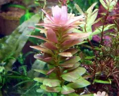 水草ロタラフラワー(希少種)5センチ•5本