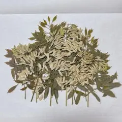 押し花　 NO.617タケニグサ　ふしぎな花倶楽部(メルカル便)n