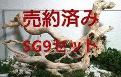 ブランチウッド、枝流木