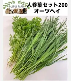 Item thumbnail for item 1cf17d82-882b-48bf-8f50-60b72bdd732b